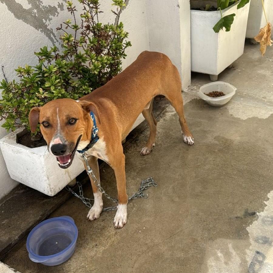 Cleitinho, cachorro de porte médio para adoção em São Bento - PB