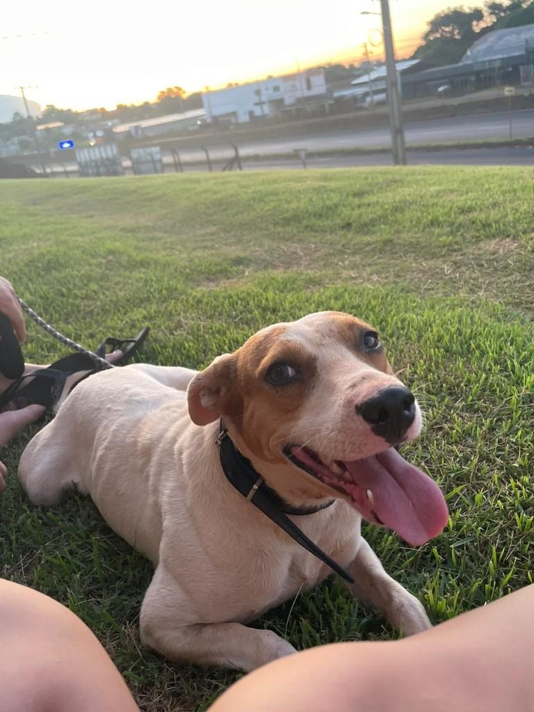 Alfredo, cachorro de porte médio para adoção em Medianeira - PR