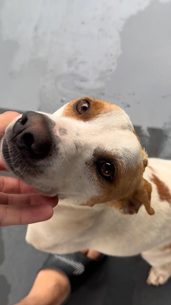 Floquinho, cachorro de porte médio para adoção em Medianeira - PR