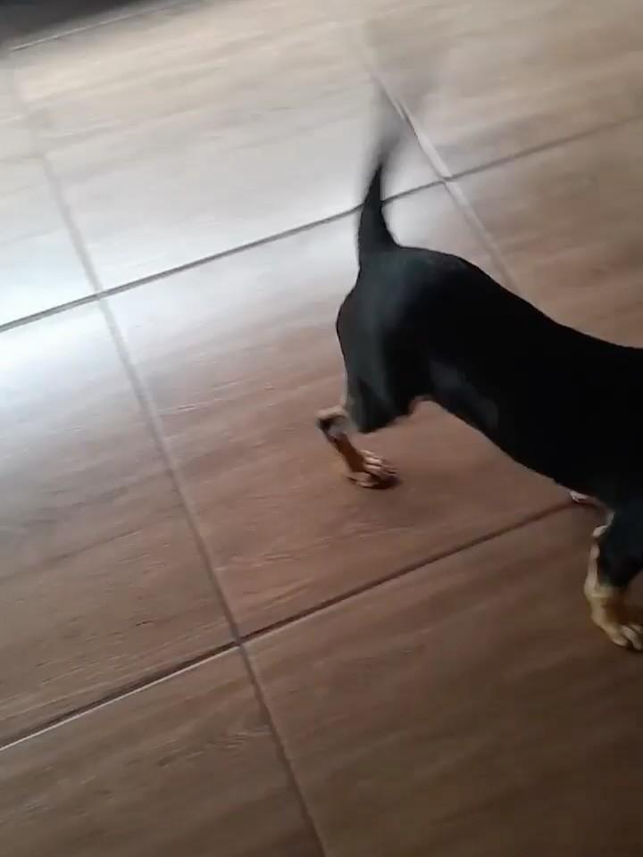 Cachorrinha fêmea, cadela de porte pequeno para adoção em Medianeira - PR