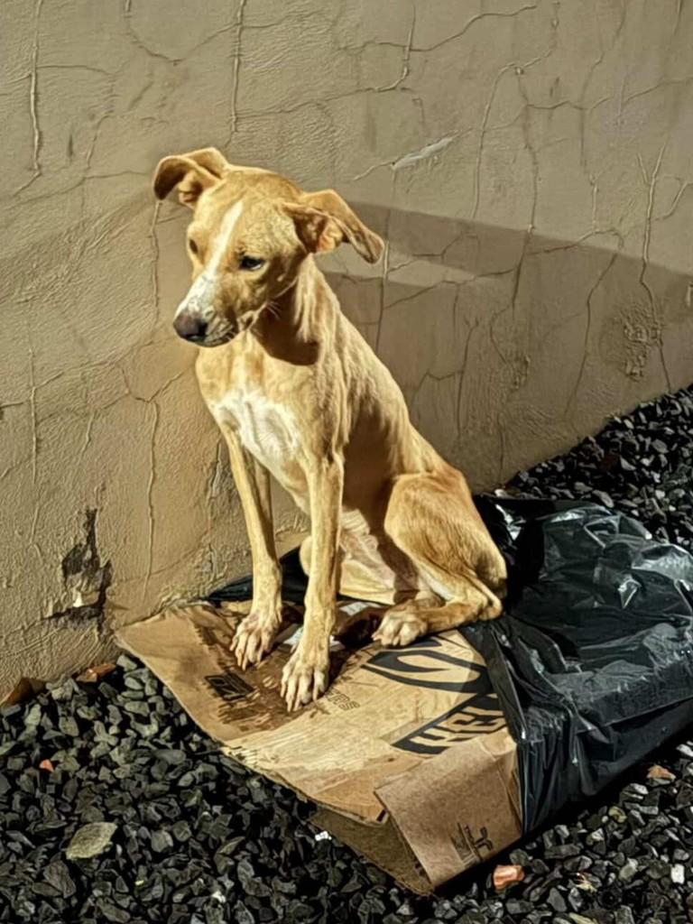 Cachorrinha, cadela de porte pequeno para adoção em Medianeira - PR