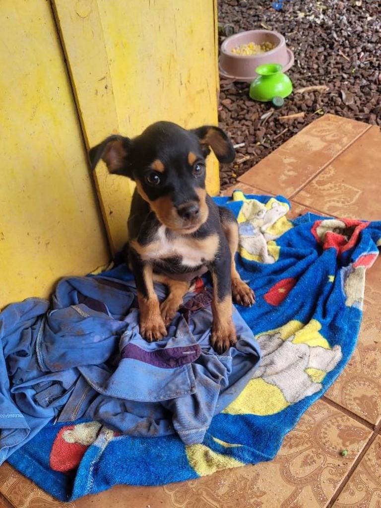 Filhotinha, cadela de porte pequeno para adoção em Medianeira - PR