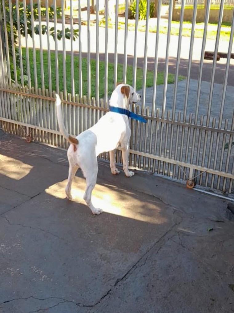 Lindão, cachorro de porte grande para adoção em Medianeira - PR
