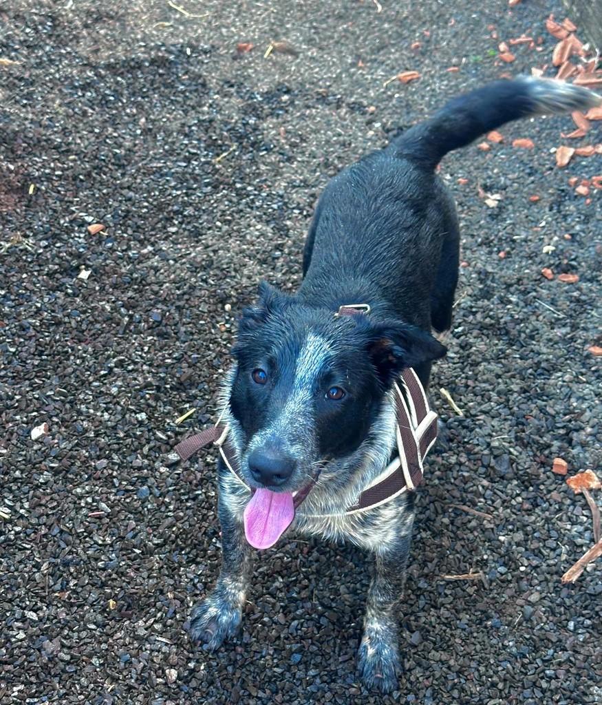 Kibe, cachorro de porte médio para adoção em Medianeira - PR