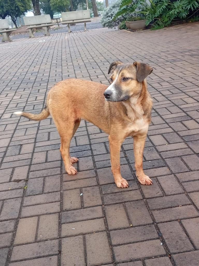 Princesa, cadela de porte médio para adoção em Medianeira - PR