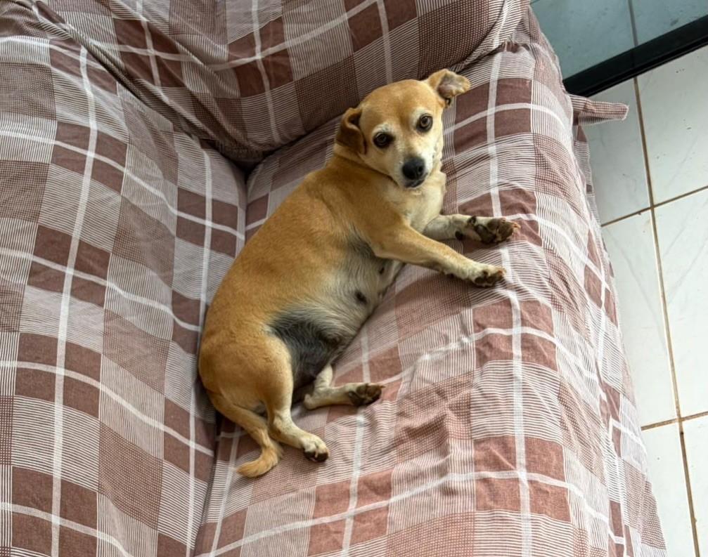 Pipoca, cadela de porte pequeno para adoção em Medianeira - PR