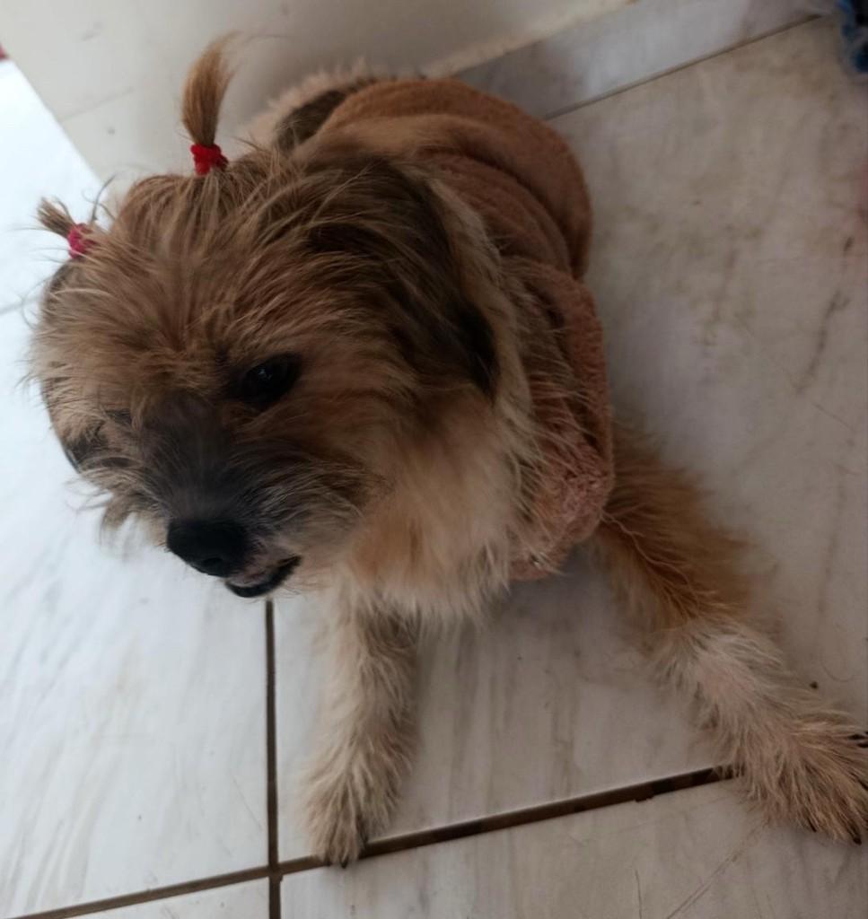 Bela, cadela de porte pequeno para adoção em Medianeira - PR
