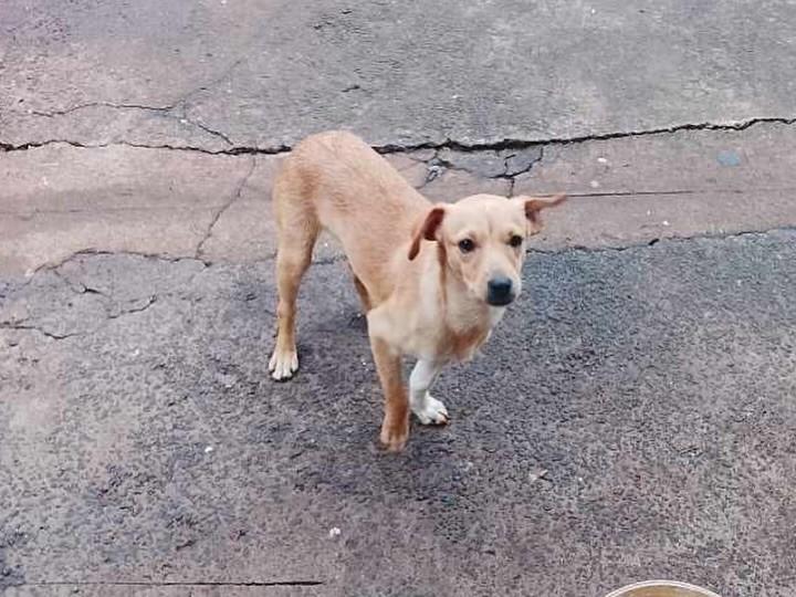 David, cachorro de porte pequeno para adoção em Medianeira - PR