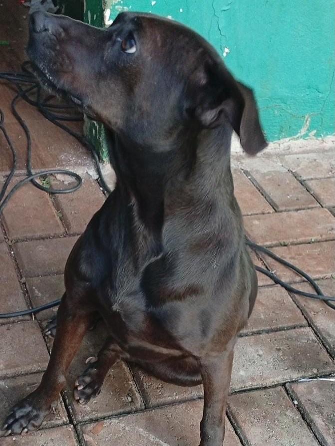 Churiska, cadela de porte médio para adoção em Medianeira - PR