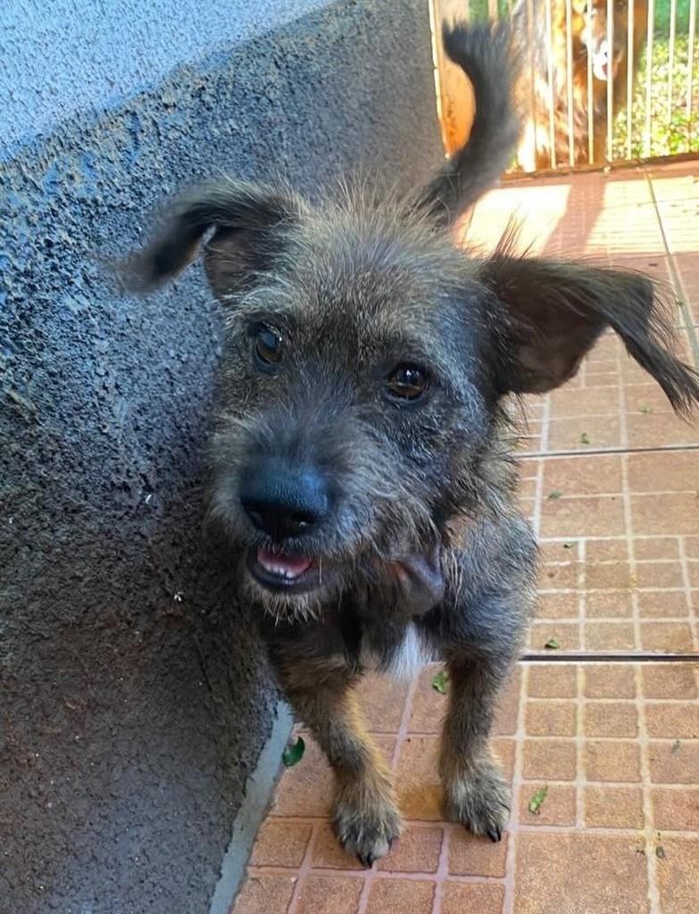Chico, cachorro de porte médio para adoção em Medianeira - PR