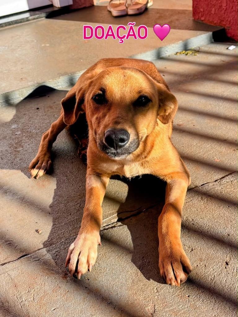 Linda, cachorro de porte médio para adoção em Medianeira - PR