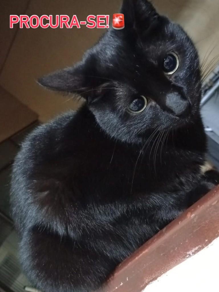 Lua, gata de porte pequeno para adoção em Medianeira - PR