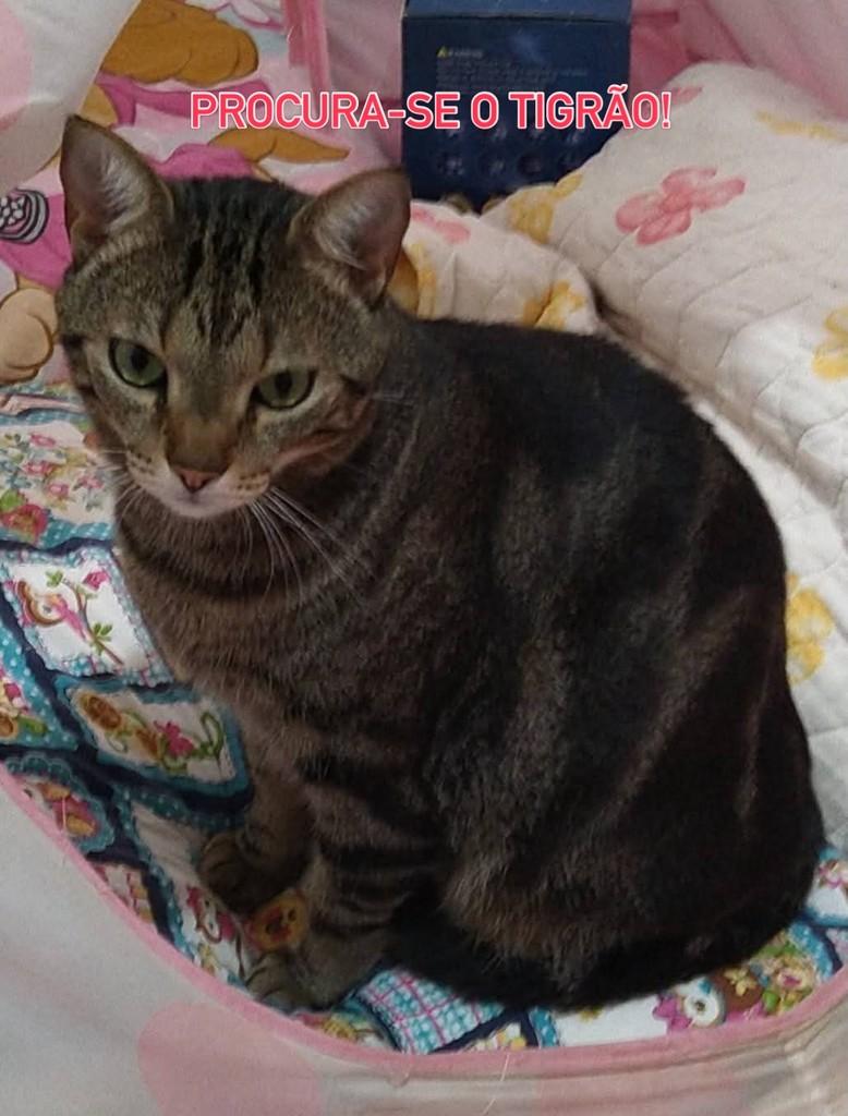 Tigrão, gato de porte médio para adoção em Santos Dumont - MG