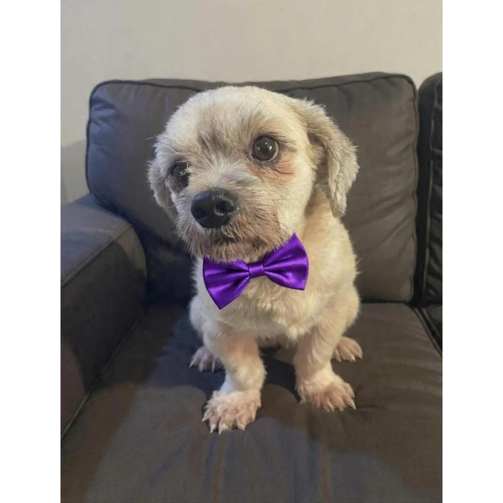 Jorge, cachorro de porte pequeno para adoção em Barra Bonita - SP