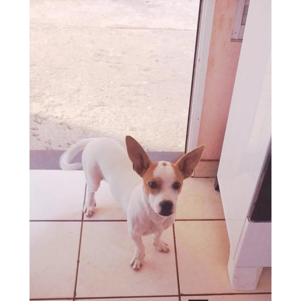 Thor, cachorro de porte pequeno para adoção em Barra Bonita - SP