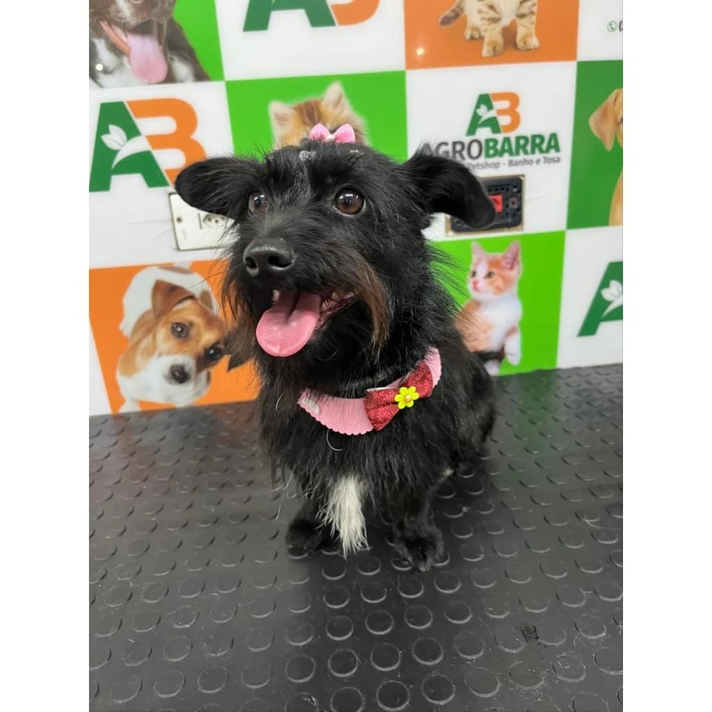 Betina, cadela de porte pequeno para adoção em Barra Bonita - SP