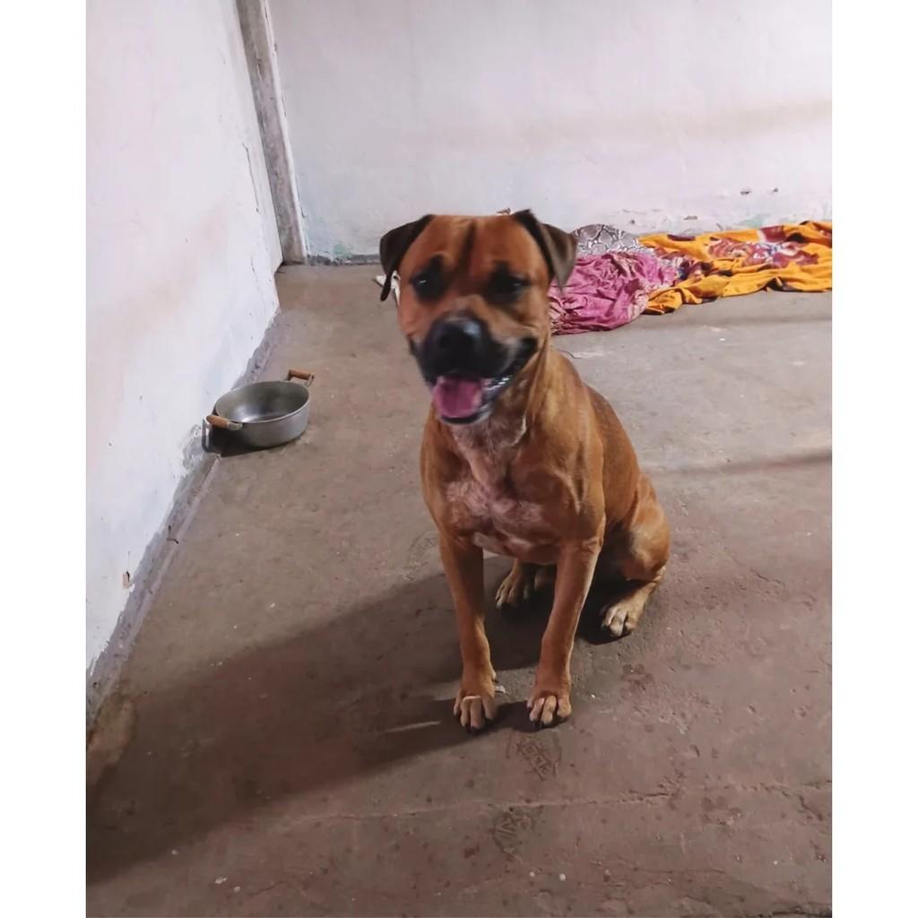 Doguinho, cachorro de porte médio para adoção em Barra Bonita - SP