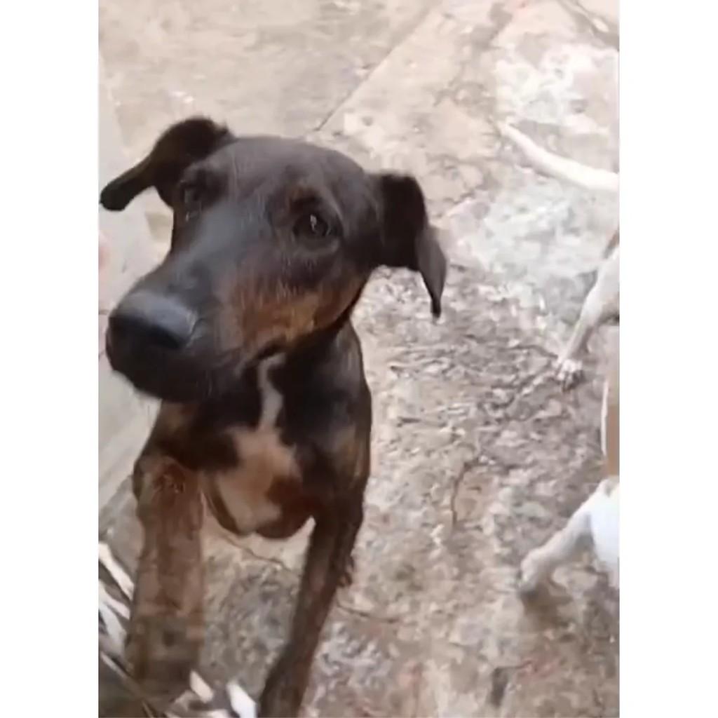 Anjinho, cadela de porte pequeno para adoção em Barra Bonita - SP