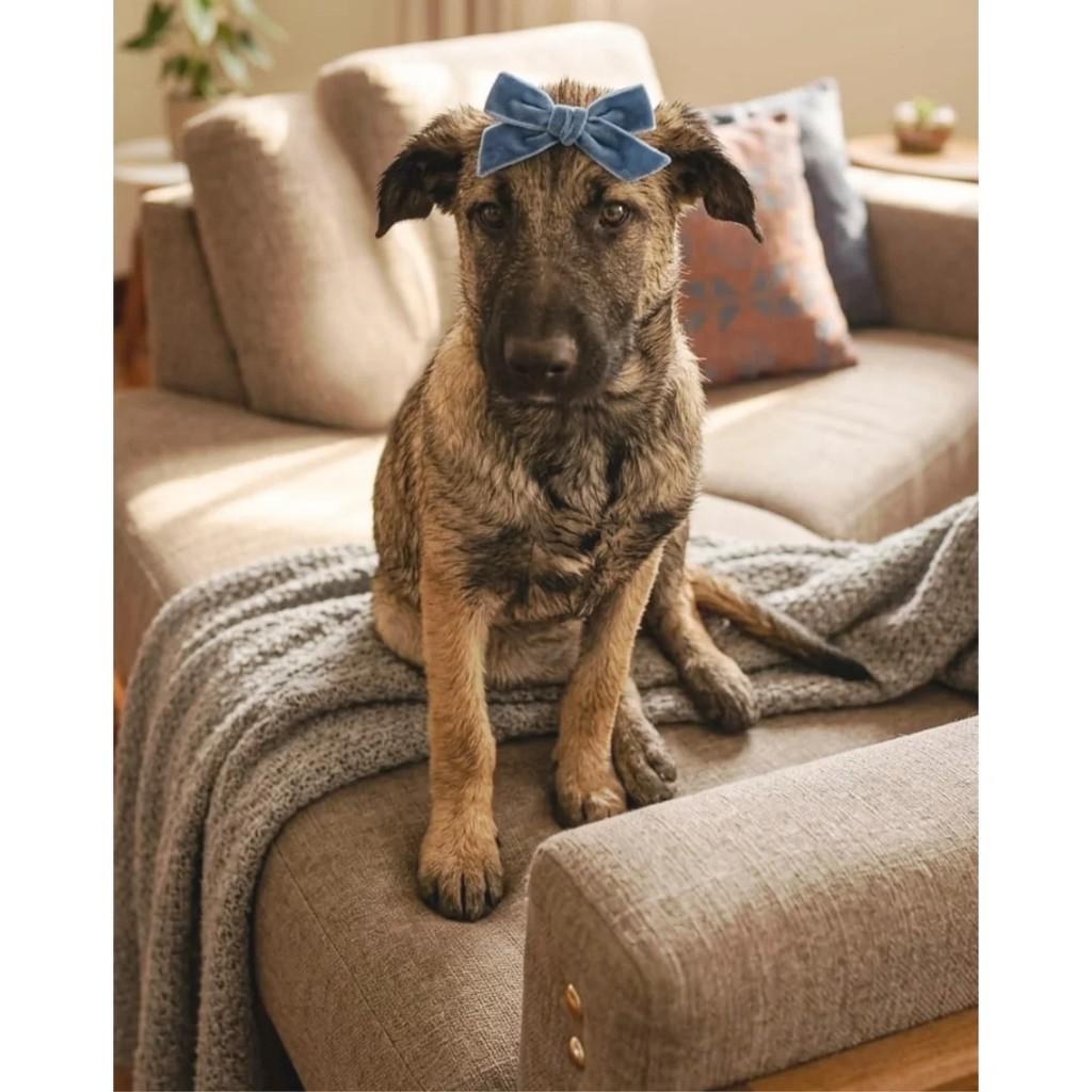 Princesinha, cachorro de porte grande para adoção em Barra Bonita - SP