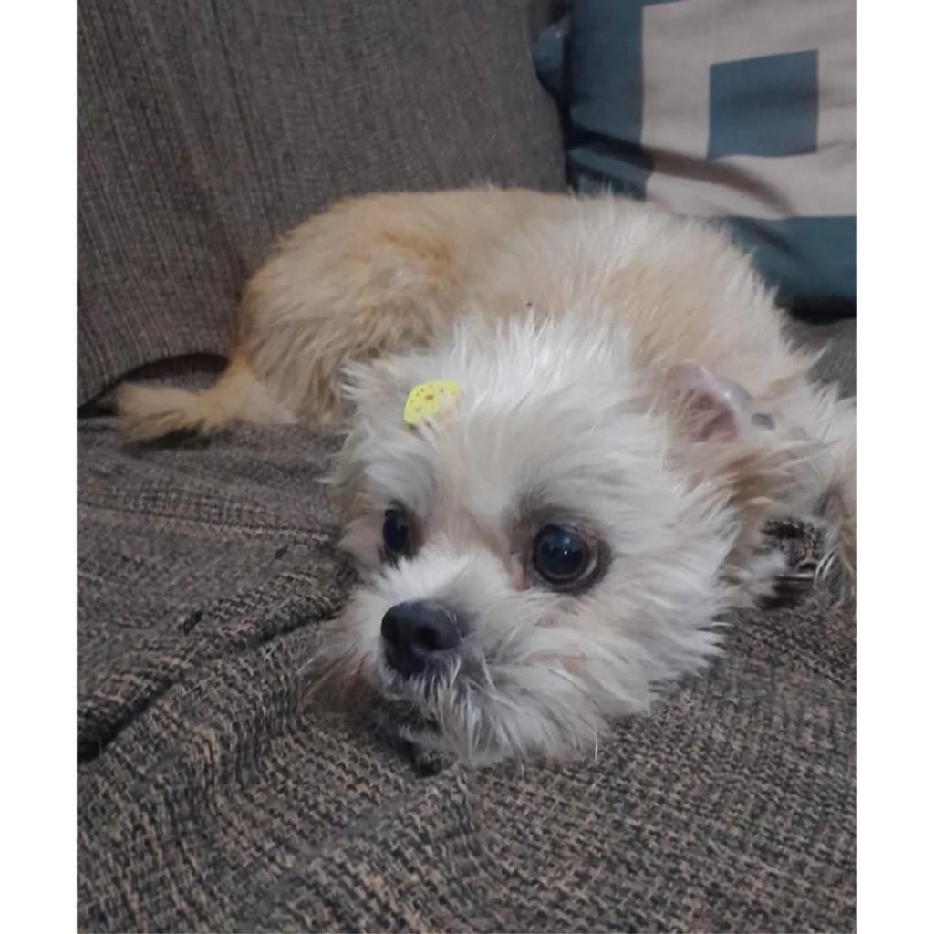 Stopinha, cachorro de porte pequeno para adoção em Barra Bonita - SP