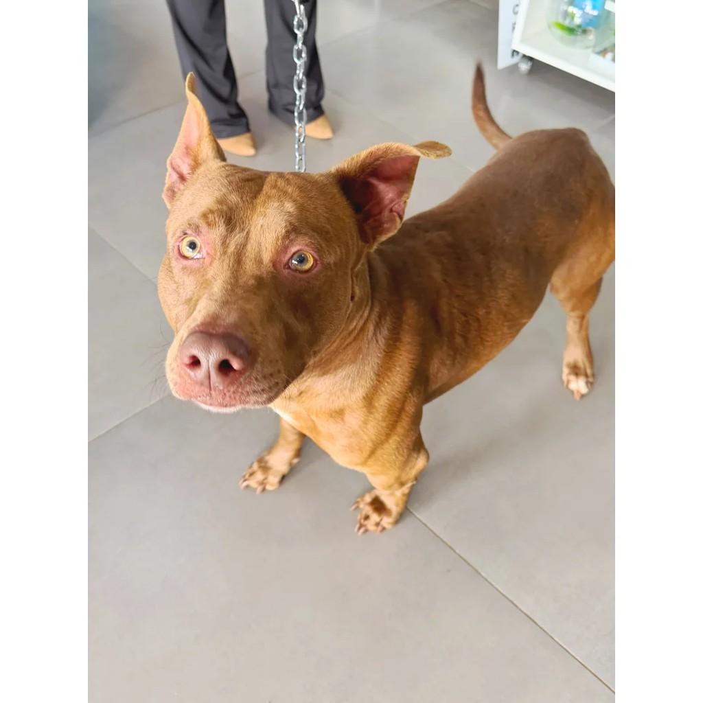 Simba, cachorro de porte pequeno para adoção em Barra Bonita - SP