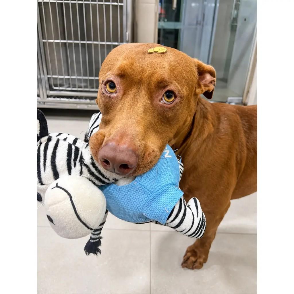 Pit Monster, cachorro de porte médio para adoção em Barra Bonita - SP