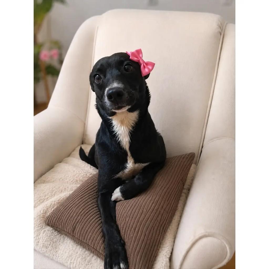 Pitanga, cadela de porte pequeno para adoção em Barra Bonita - SP