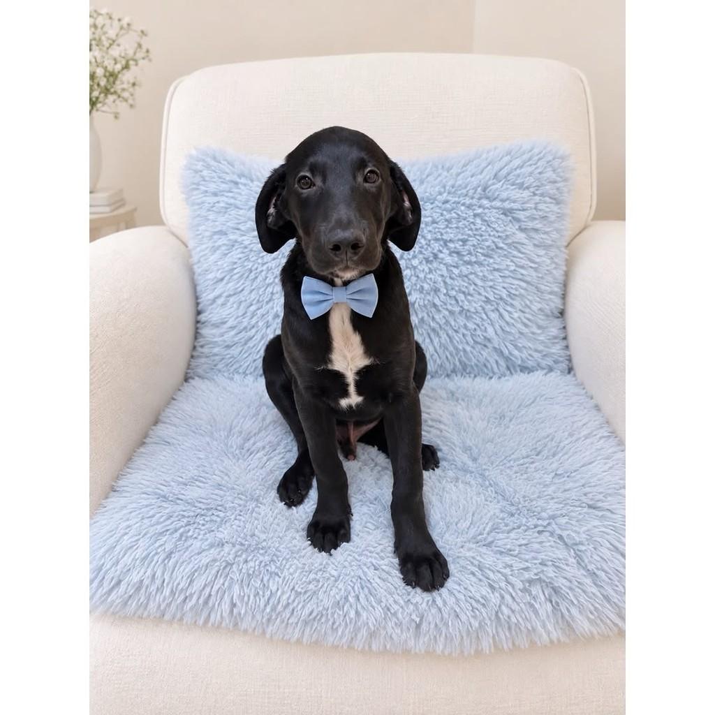 Pacato, cachorro de porte médio para adoção em Barra Bonita - SP