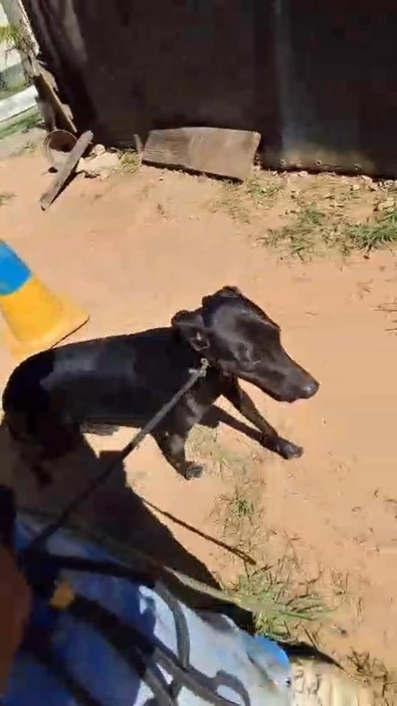 Fred, cachorro de porte médio para adoção em Caraguatatuba - SP