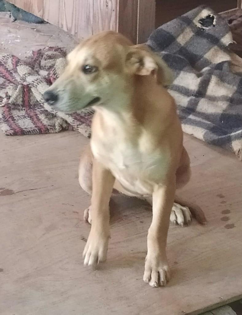 Pandora, cachorro de porte pequeno para adoção em Caraguatatuba - SP