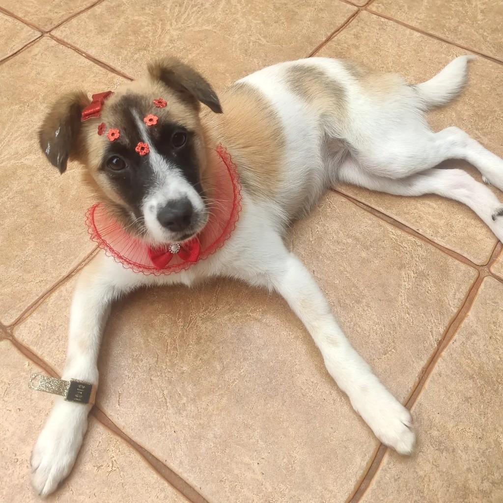 Bella, cadela de porte pequeno para adoção em Cascavel - PR
