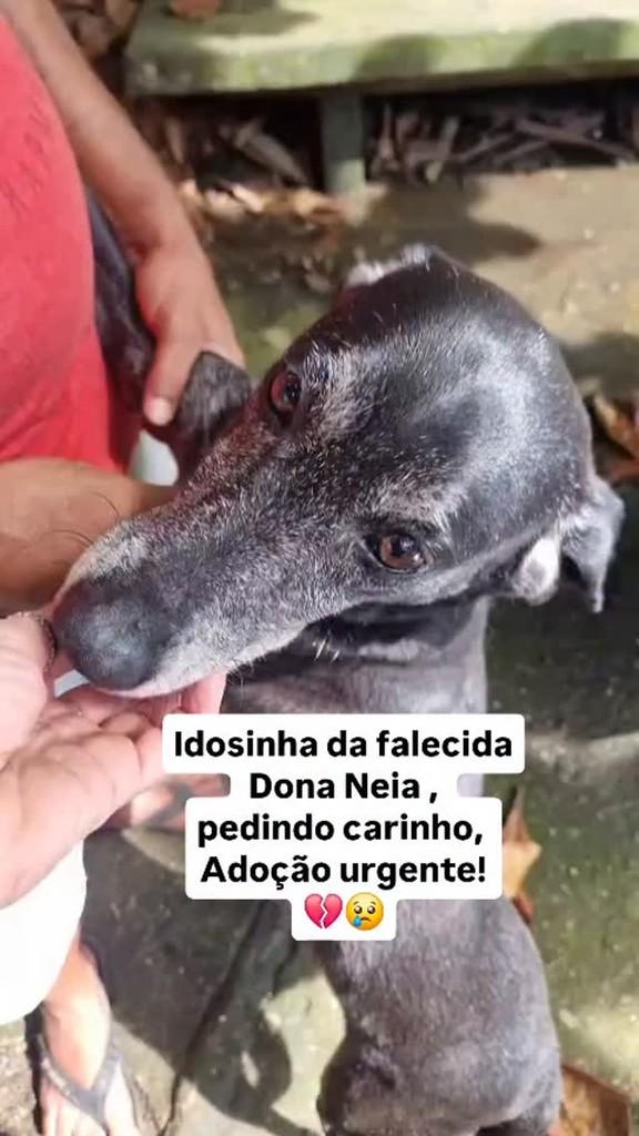 Senhorinha, cadela de porte pequeno para adoção em Rio de Janeiro - RJ