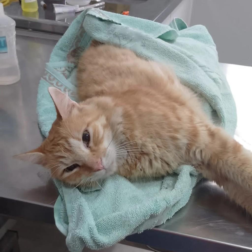 Logan, gato para adoção em Luís Eduardo Magalhães - BA