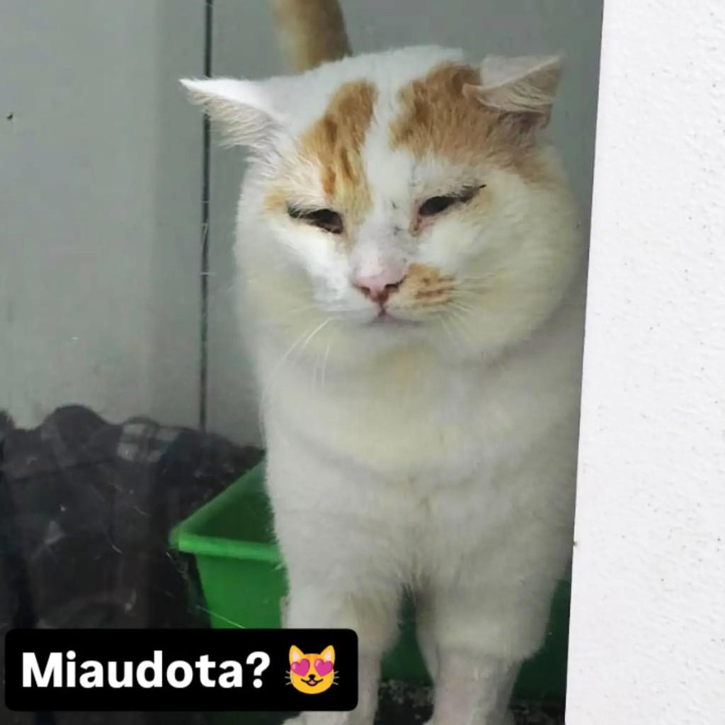 Kiko, gato de porte médio para adoção em Foz do Iguaçu - PR