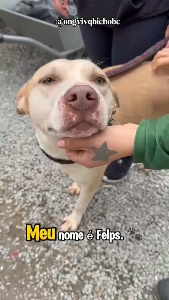 Felps, cachorro de porte médio para adoção em Balneário Camboriú - SC