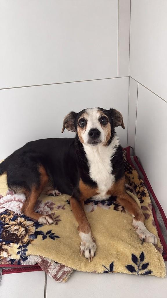 Zeca, cachorro de porte pequeno para adoção em Balneário Camboriú - SC