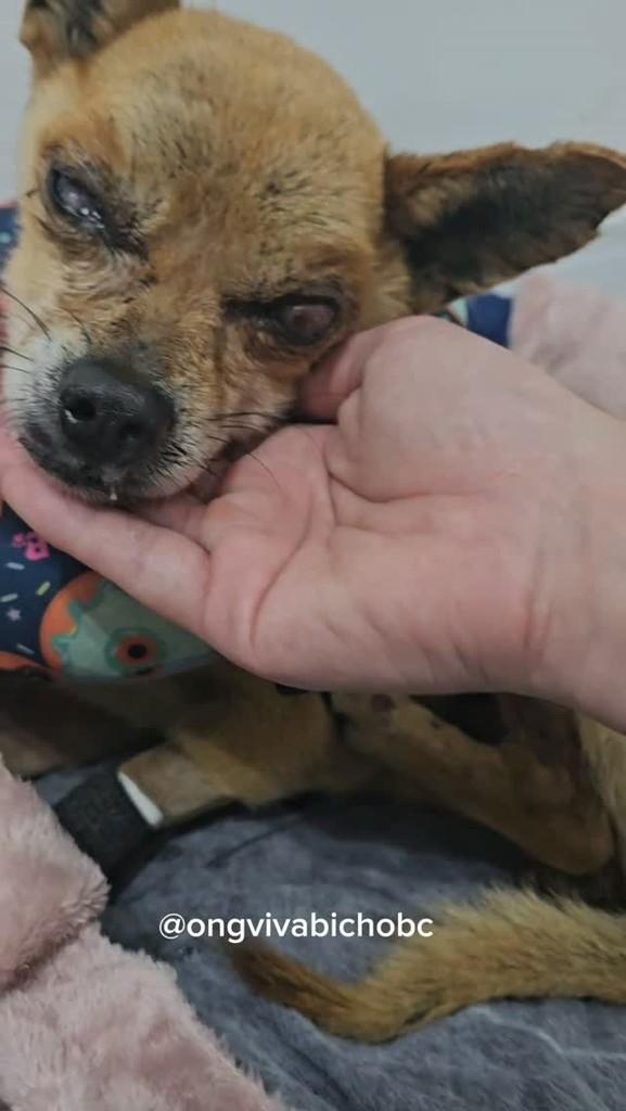 Sushi, cachorro de porte pequeno para adoção em Balneário Camboriú - SC