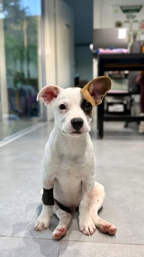 Rafinha, cachorro de porte pequeno para adoção em Balneário Camboriú - SC