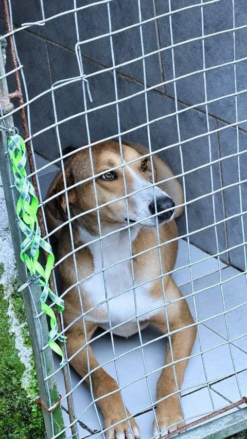 Bicudo, cachorro de porte pequeno para adoção em Balneário Camboriú - SC
