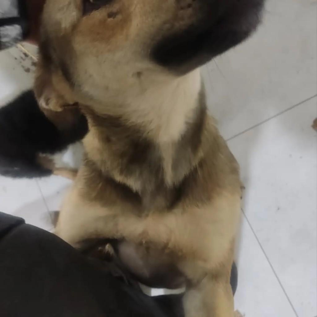 Cachorrinha, cadela de porte médio para adoção em Caldas - MG