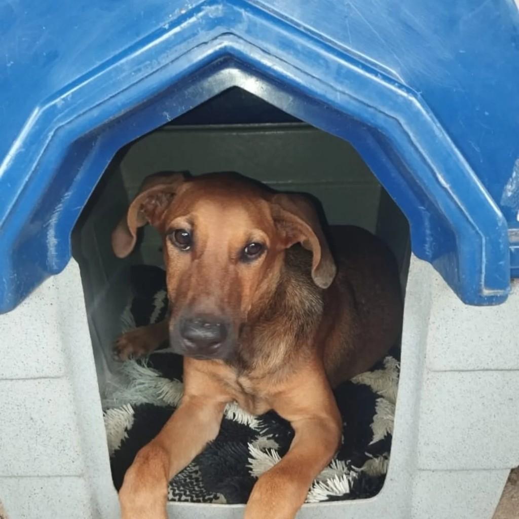 Luke, cachorro de porte pequeno para adoção em Paula Cândido - MG