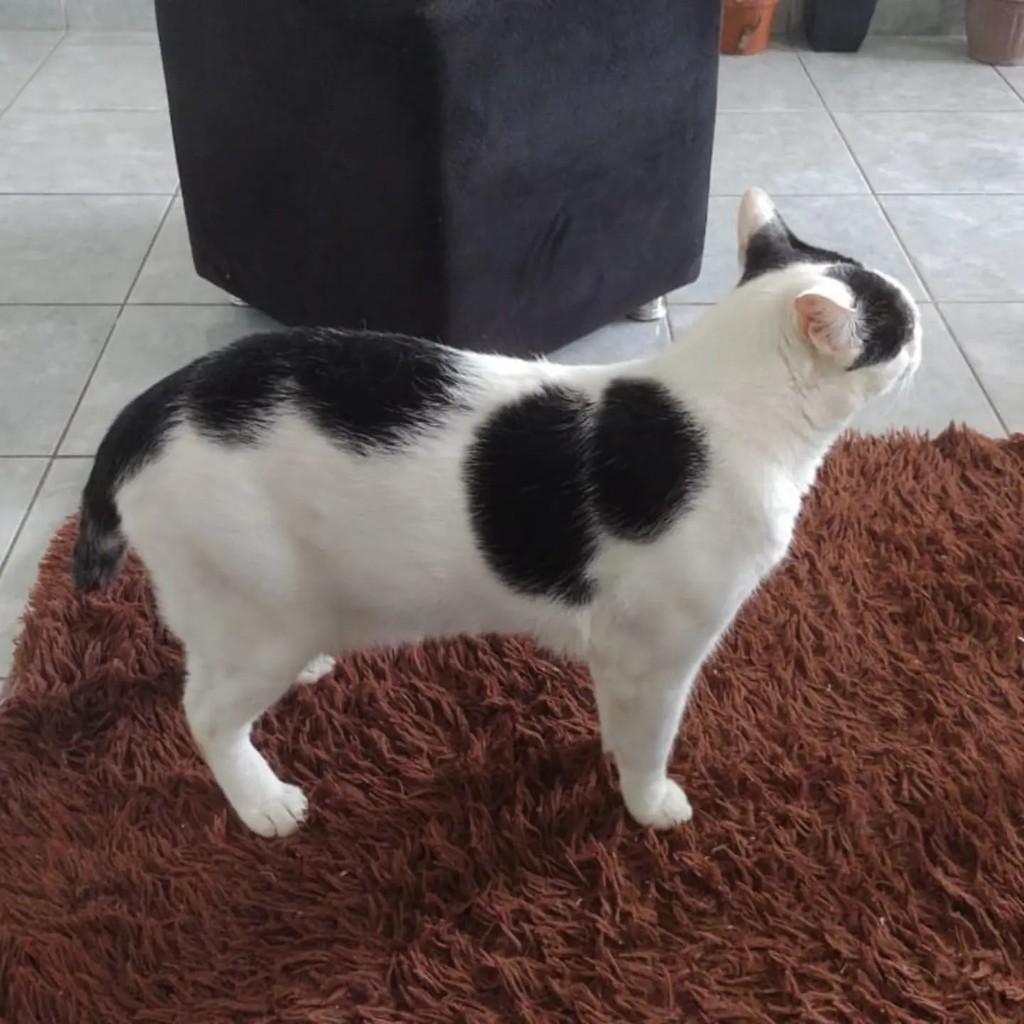 Guiú, gato de porte médio para adoção em Guarabira - PB