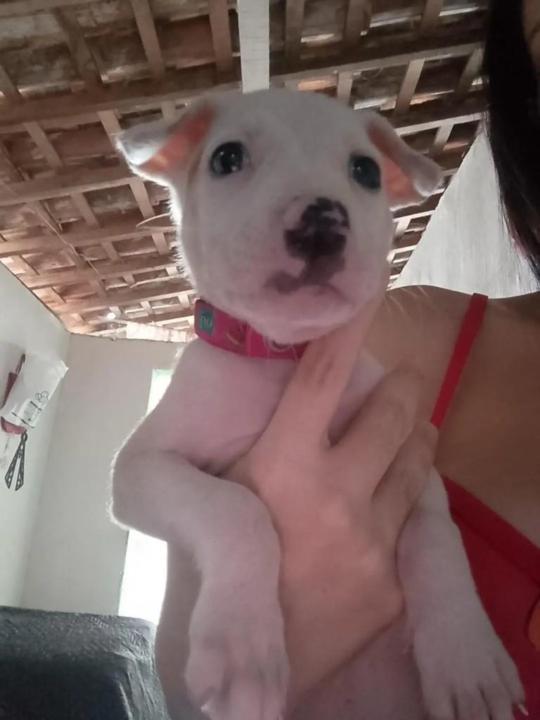 Cachorrinha Fêmea Branca, cadela de porte pequeno para adoção em Guarabira - PB