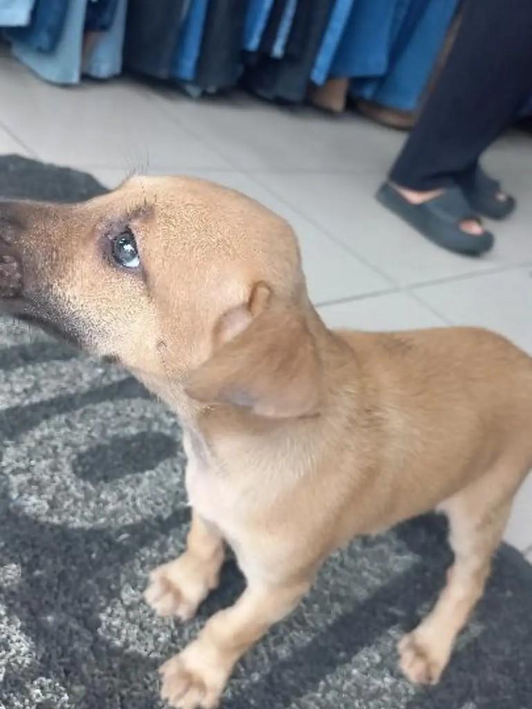 Cachorrinha, cadela de porte pequeno para adoção em Guarabira - PB