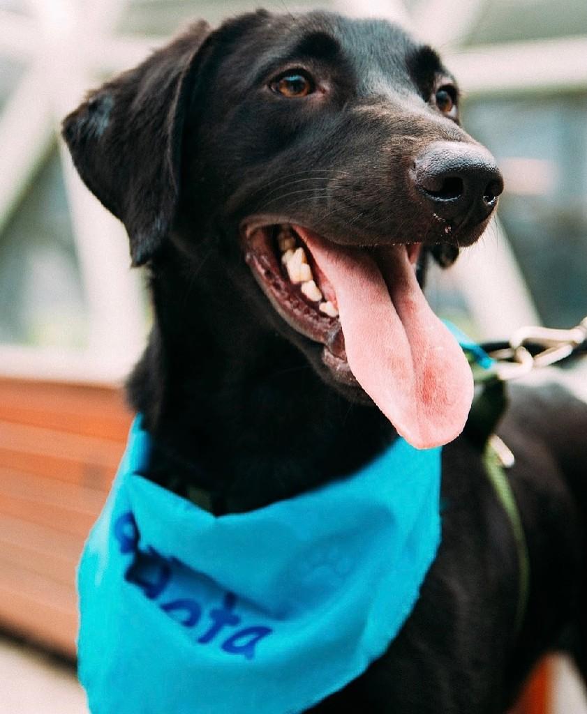 Ben, cachorro para adoção em Rio de Janeiro - RJ