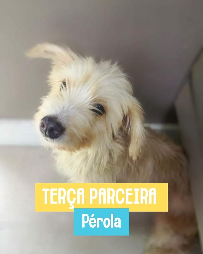 Pérola, cadela de porte pequeno para adoção em Rio de Janeiro - RJ