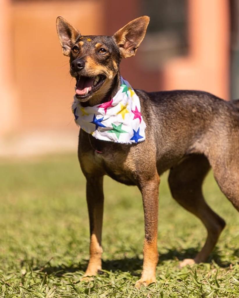 Nina, cadela de porte pequeno para adoção em Rio de Janeiro - RJ