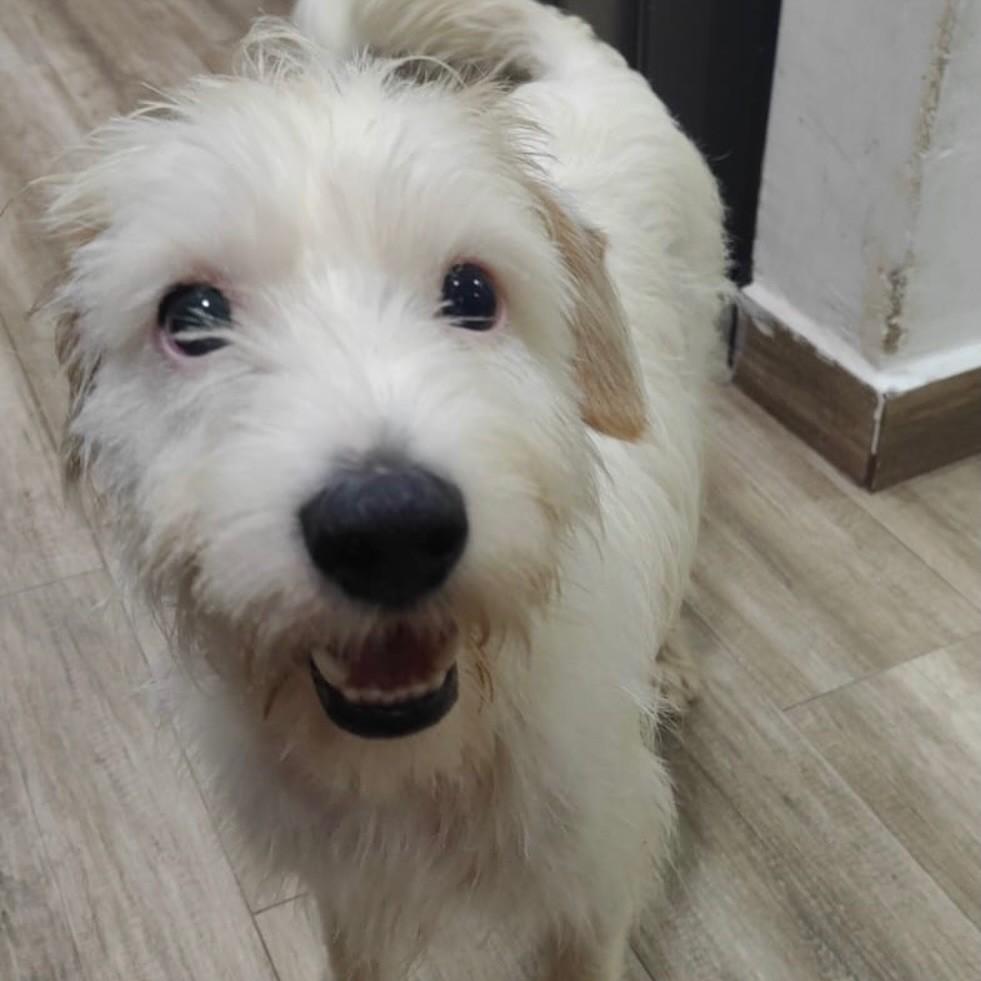 Spike, cachorro de porte pequeno para adoção em São Paulo - SP