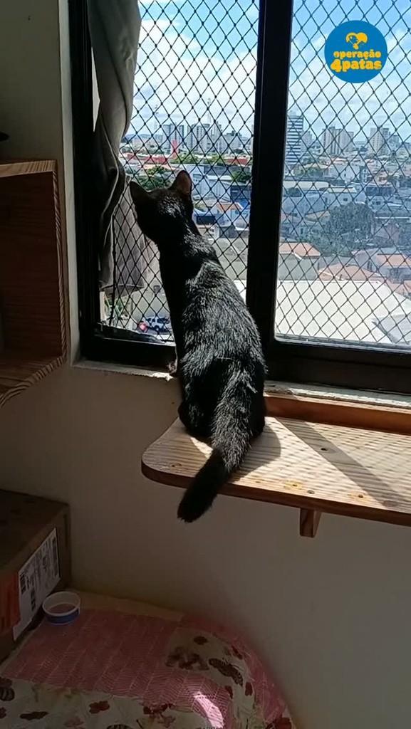 Scott, gato de porte pequeno para adoção em Estância - SE
