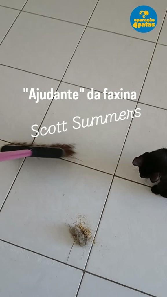 Scott Summers, gato de porte pequeno para adoção em Estância - SE